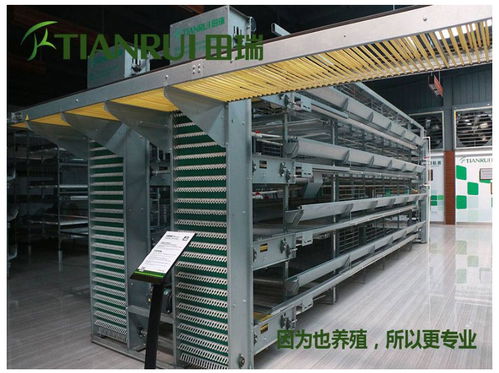 福建智能化蛋鸡养殖新标杆 田瑞牧业引领网络设备升级